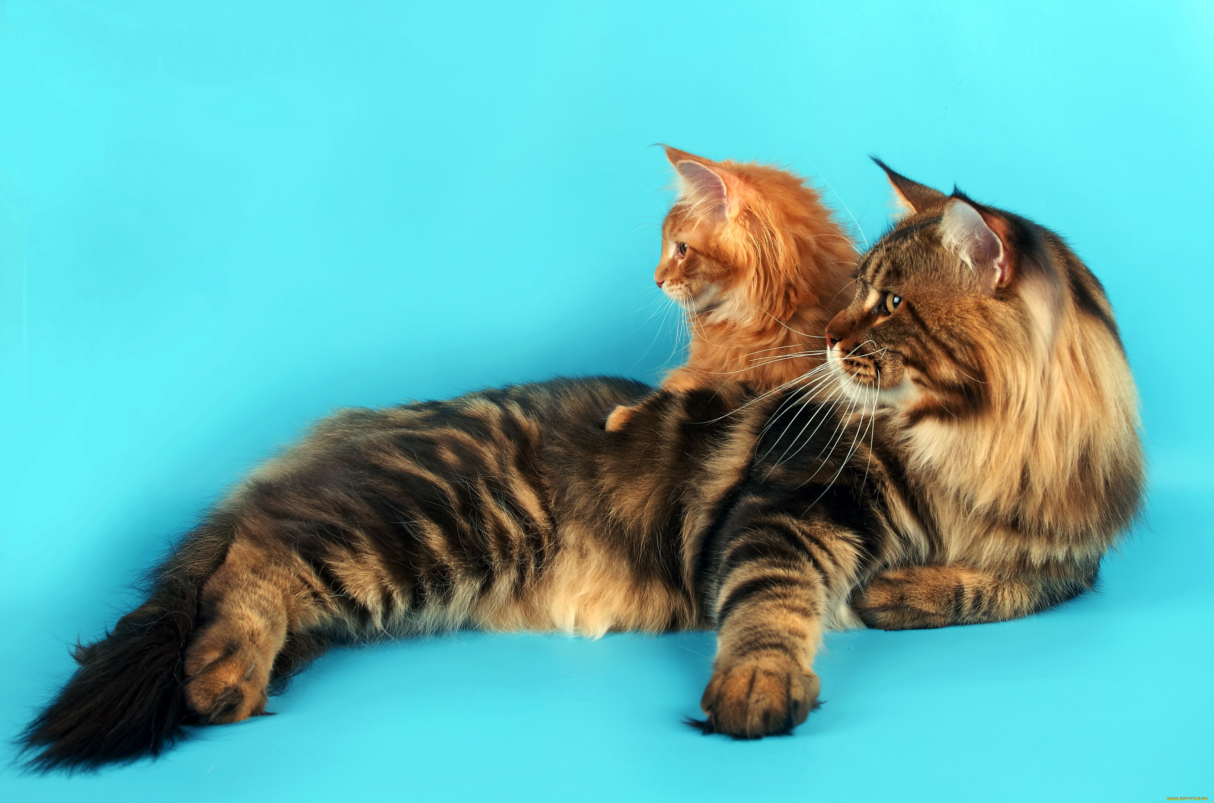 maine, coon, , , , 